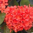亮葉龍船花 亮葉龍船花