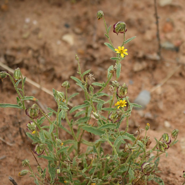 Osteospermum breviradiatum
