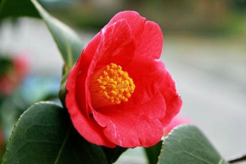 大紅花茶 大紅花茶