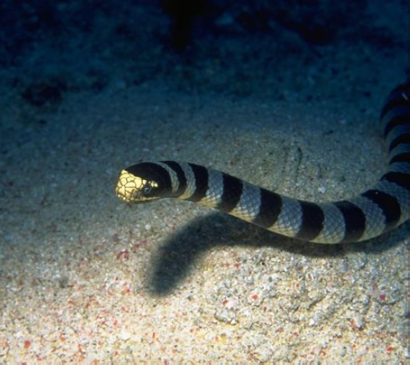 黑頭海蛇