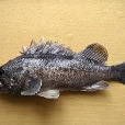 黑鮶(黑鮶魚)