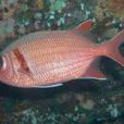 孔鋸鱗魚 孔鋸鱗魚