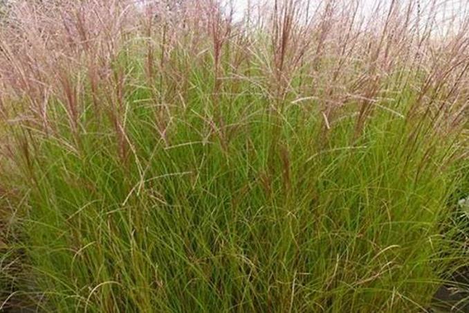 Miscanthus sinensis \x27Autumn Light\x27
