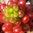 紅色漿果 紅色漿果