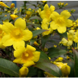 法國香水花(金鉤吻) 法國香水花(金鉤吻)