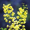 清明花屬 清明花屬