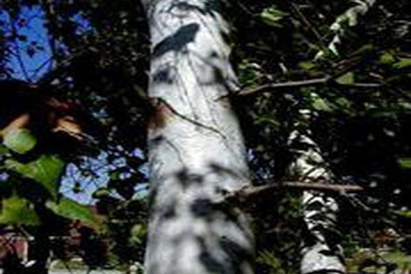 Betula populifolia