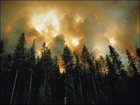 美國黑松林，黃石，蒙大拿州
