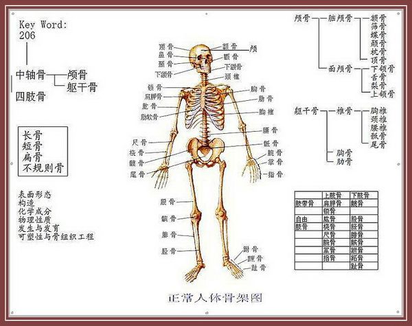 人體骨支架圖