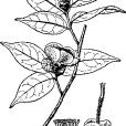長尾毛蕊茶 長尾毛蕊茶