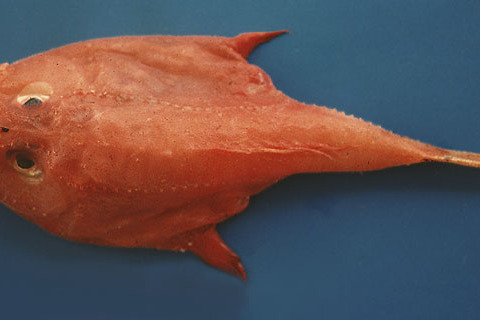 圓頭單棘躄魚 圓頭單棘躄魚