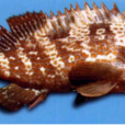 石斑魚(中藥) 石斑魚(中藥)