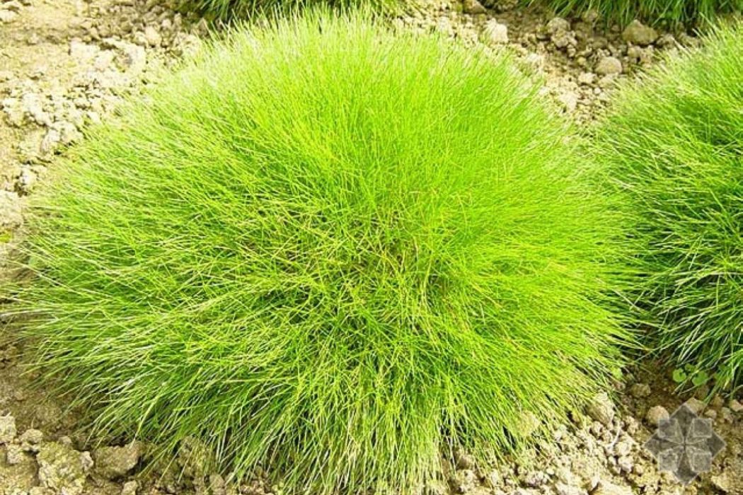 絲柄苔草 絲柄苔草