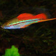蘋果劍魚 蘋果劍魚