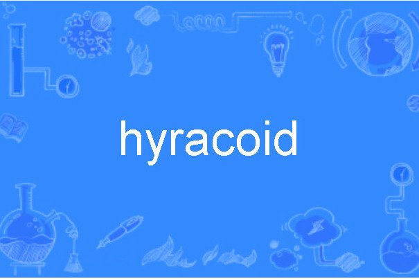 hyracoid hyracoid