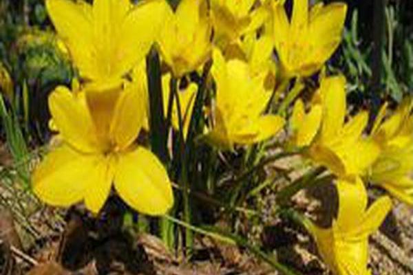 Sternbergia lutea
