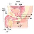 無精子症 無精子症