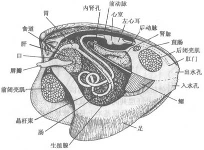 體具兩片套膜及兩片貝殼，故稱雙殼類