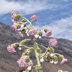 Leucheria floribunda