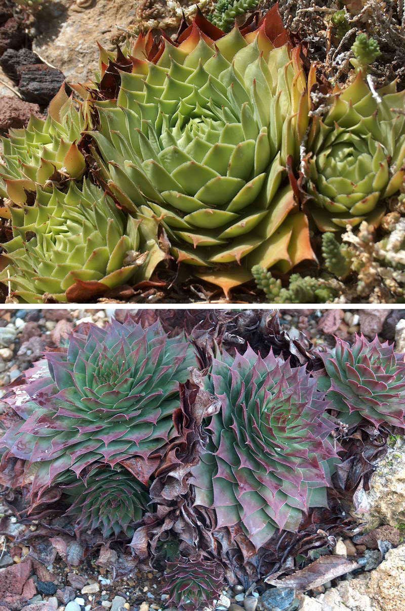同一株植物在一月(下)和八月(上)不同的狀態