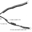 DNA的複製 DNA的複製