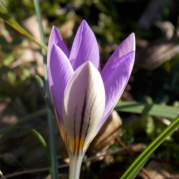 Crocus imperati
