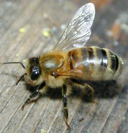 膜翅目蜜蜂科