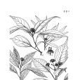 榕葉樹參 榕葉樹參