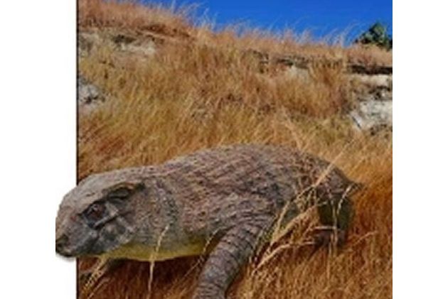 獅鼻鱷 獅鼻鱷