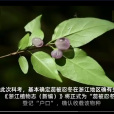 蕊被忍冬 蕊被忍冬