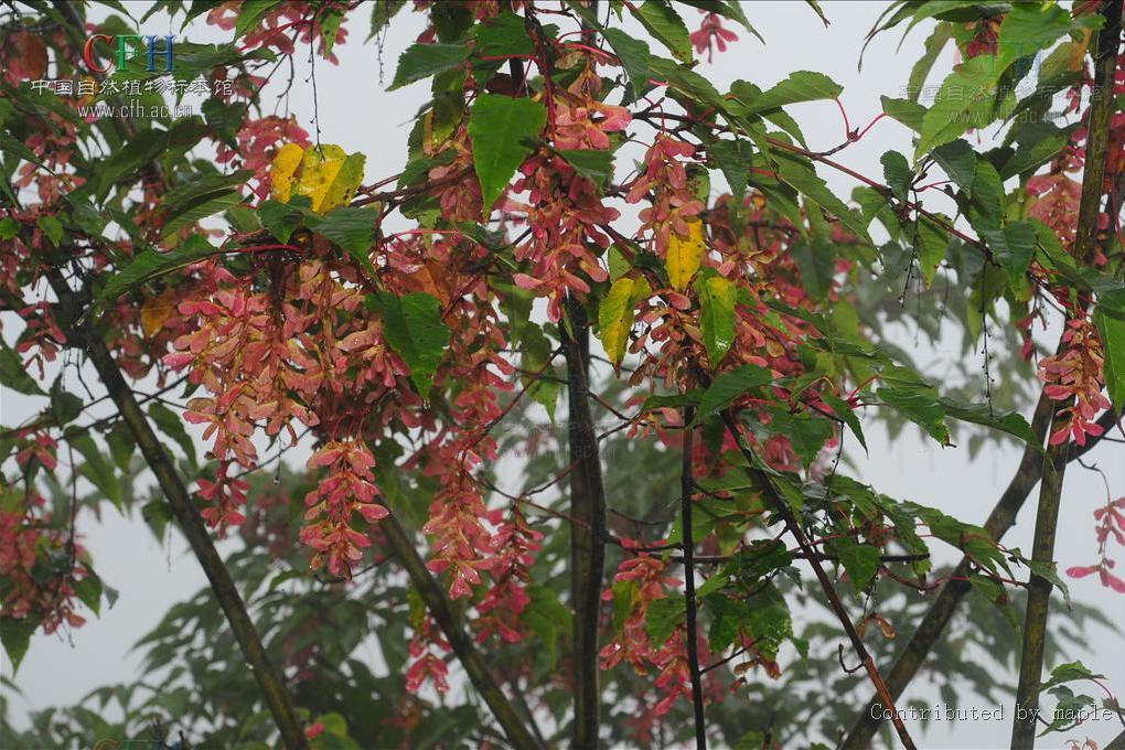 疏花槭 疏花槭