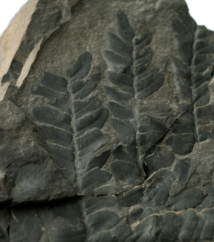 植物化石1