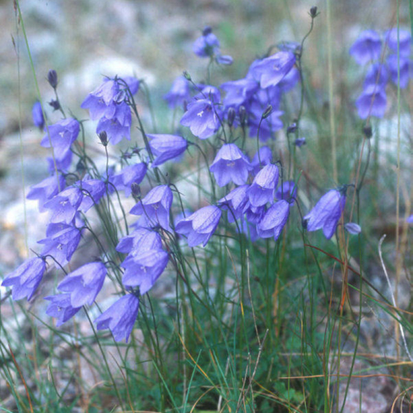 藍鐘花族 藍鐘花族