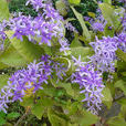 蘭花藤 蘭花藤