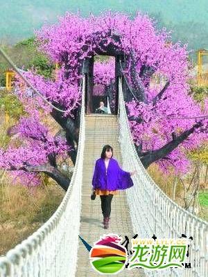 龍游花都 龍游花都