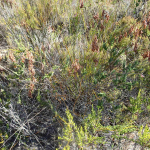 Thamnochortus muirii