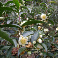 福建菜茶 福建菜茶