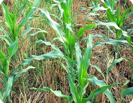 麥後留茬播種玉米