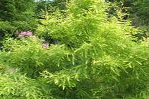 Taxodium distichum \x27Peve Yellow\x27 Taxodium distichum \x27Peve Yellow\x27