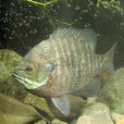 藍鰓太陽魚