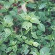 毛狗肝菜 毛狗肝菜