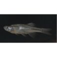 小波魚 小波魚