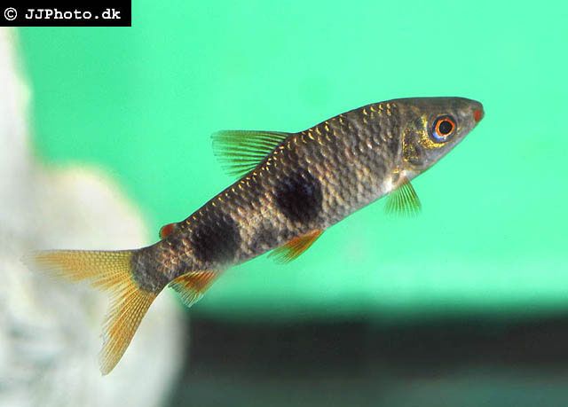 湖棲兔脂鯉 湖棲兔脂鯉