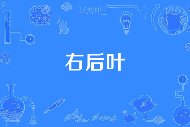 右後葉 右後葉