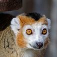 冠美狐猴 冠美狐猴