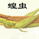 蚱科 蚱科