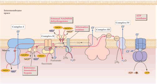 呼吸鏈中五種酶複合體