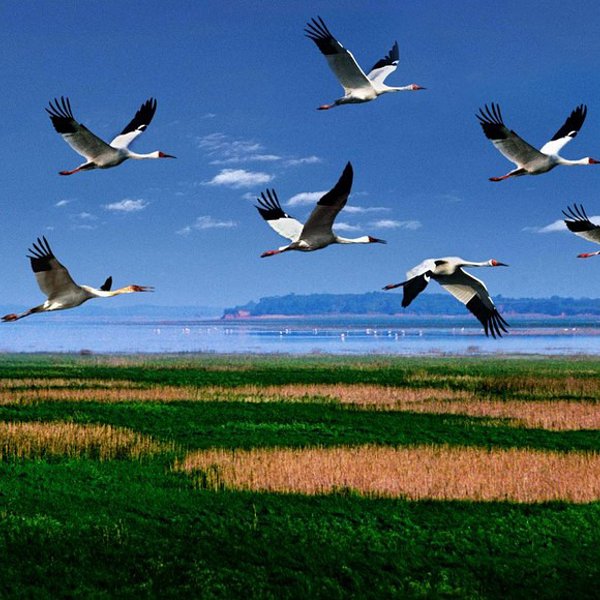 鄱陽湖候鳥