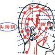頭竅陰穴 頭竅陰穴