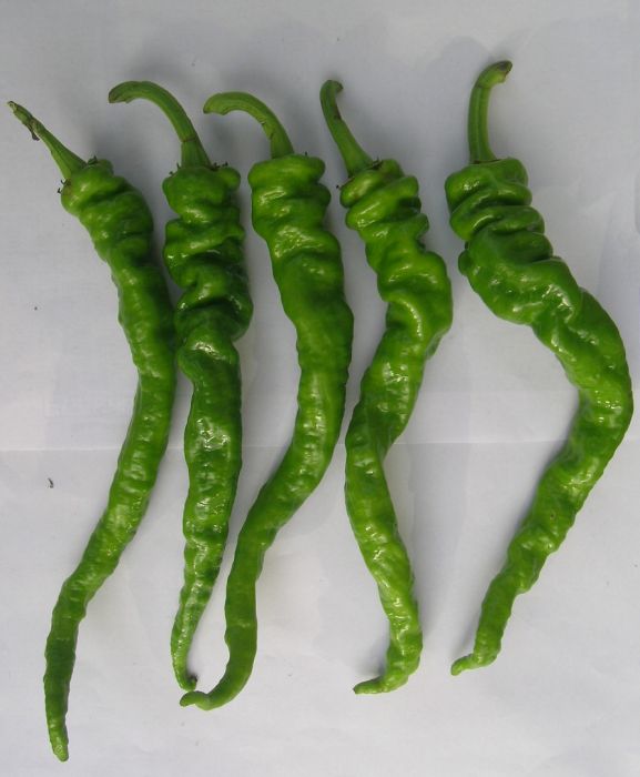 隴椒3號 隴椒3號